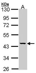 MVK antibody [N3C3]