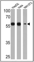 PDI antibody [RL90]