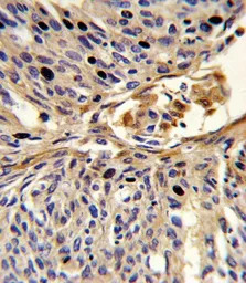 APEX2 antibody, Internal