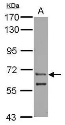 ZFY antibody [C1C3]