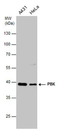 PBK antibody [N2C3]