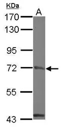 MCM4 antibody