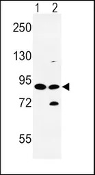 NCX1 antibody, Internal