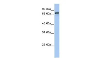 DYNC1I1 antibody, N-term