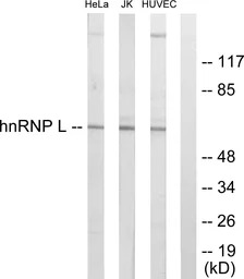 hnRNP L antibody