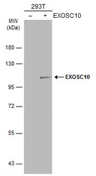 EXOSC10 antibody