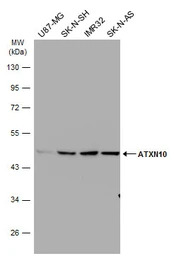ATXN10 antibody