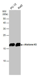 Histone H3 antibody