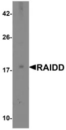 RAIDD antibody, C-term