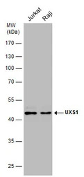 UXS1 antibody [N3C3]