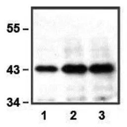 ERK1 antibody [E19]