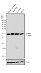 SNAP25 antibody
