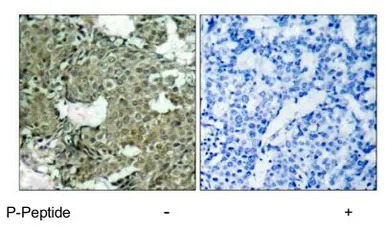 MEK1 (phospho Ser221) antibody