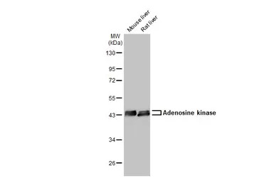 Adenosine kinase antibody