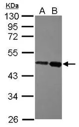 ZBTB26 antibody [N3C3]