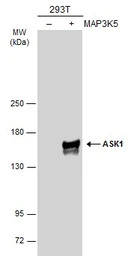 ASK1 antibody [C2C3-2], C-term