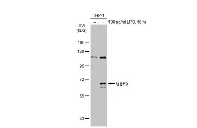 GBP5 antibody [N1N3]