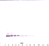 Biotinylated Anti-Human BMP-7 Western Blot Reduced Biotinylated Anti-Human BMP-7 Western Blot Reduced