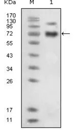 EphB4 antibody [5B5]