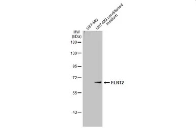 FLRT2 antibody