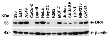 DR4 antibody