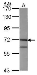 Annexin VI antibody [C2C3], C-
