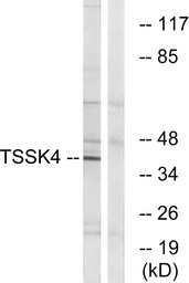 TSSK4 antibody