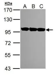 VCP antibody [N3C2], Internal