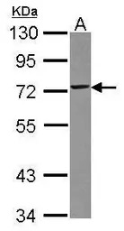 TRIM29 antibody [N3C3]