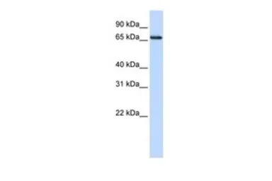 WDSOF1 antibody, N-term