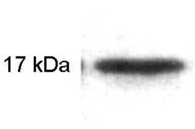 Calmodulin antibody [6D4]