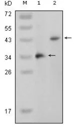 p38 beta antibody [4H6H6]