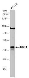 Islet 1 antibody
