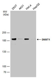 DNMT1 antibody [N1], N-term