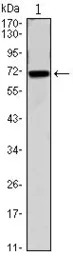 CDC27 antibody [5C12]