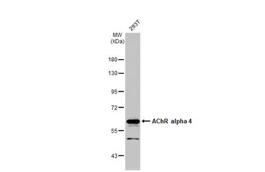 AChR alpha 4 antibody [N1C1]