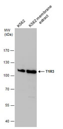 T1R3 antibody [C1C2], Internal