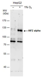 HIF2 alpha antibody