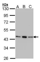 AHA-1 antibody [N1C1]