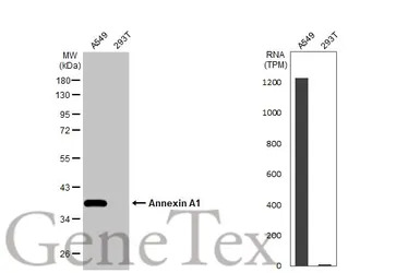 Annexin A1 antibody