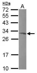 MRPL10 antibody [N2C3]