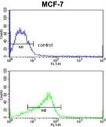 ADAM9 antibody, C-term