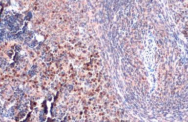 TLR9 antibody [N2], N-term