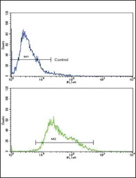 AMHR2 antibody, C-term