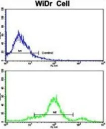CCHCR1 antibody, Internal