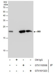 Bid antibody [N1C3-2]