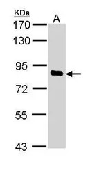 SCYL1 antibody [N3C2], Interna