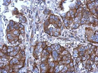 CD11b antibody [N1N2], N-term