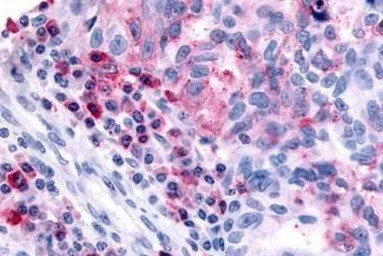 Histamine H4 Receptor antibody