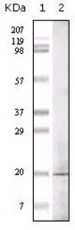 GLP antibody [1B7B4]